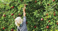 El jardín comestible