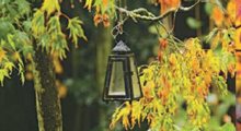 Los mejores árboles para tu jardín